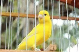 وجدت عصفوري