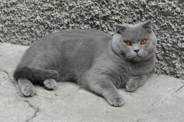 ابحث عن قطي بيكسو