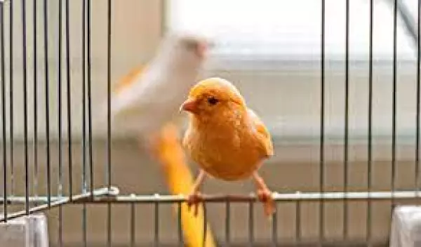 je cherche mon canari