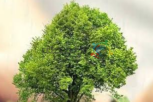 i want to plant an other tree