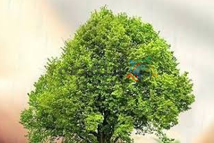 i want to plant a tree