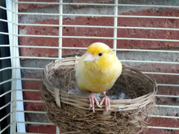 je cherche mon canari