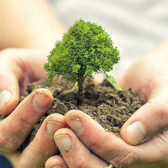 أريد غرس شجر 